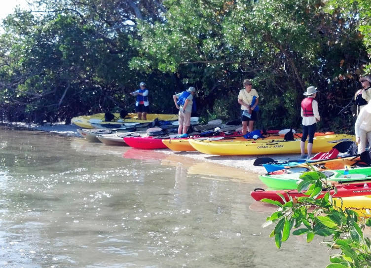 Sarasota Guided Mangrove Tunnel Kayak Tour