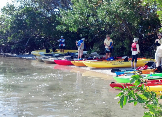 Sarasota Guided Mangrove Tunnel Kayak Tour