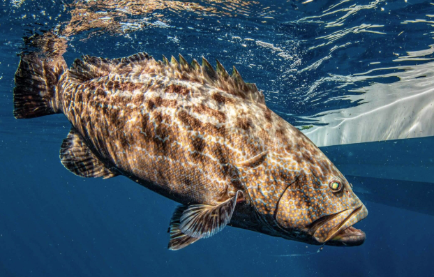 Fishing Charters
