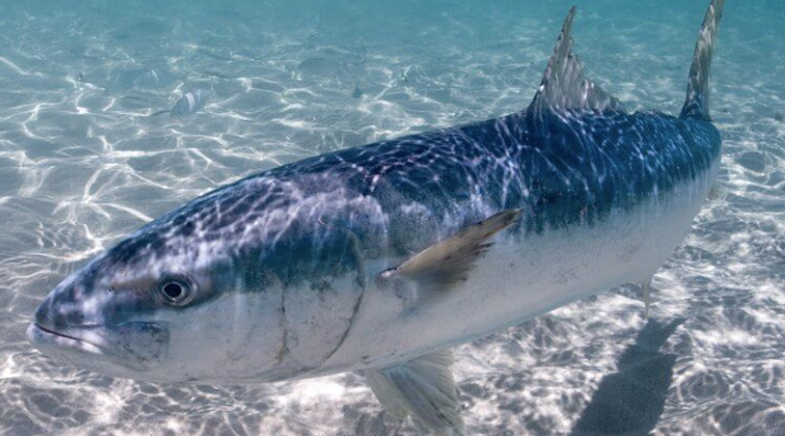 Fishing Charters